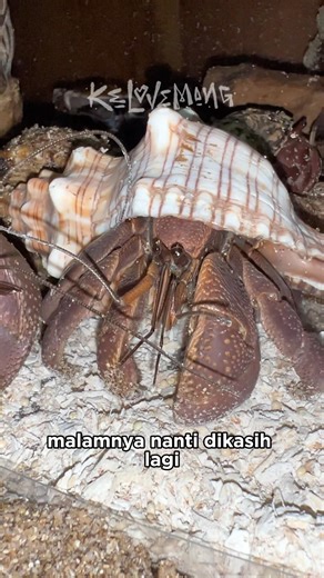 What do hermit crabs eat? #hermitcrabs #land hermit crabs #love crabs #crab #crab hunting #rivercrab