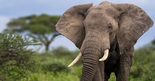 Wildlife Tours and Nature Trips for Conservation