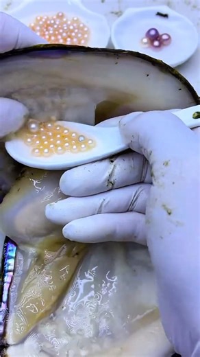 Discover the Elegance of Freshwater Akoya Pearls | Classic Beauty and Quality Craftsmanship #pearl