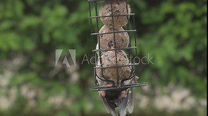 Great Spotted Woodpecker (Dendrocopos major) juvenile chasing away a male House Sparrow from a garden bird feeder containing fat balls. July, Kent, UK. [Slow motion x5] Stock Video