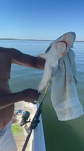 Just caught black tip | David Wiley