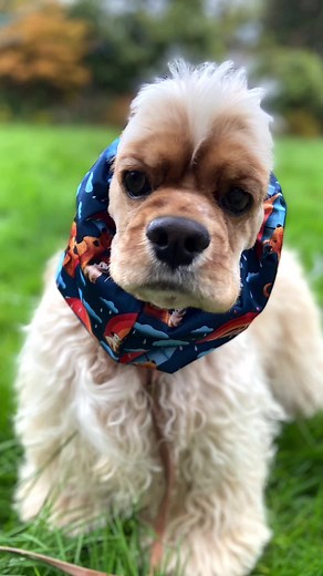 Our newest Exclusive Waterproof snoid is available now on the website. Keep those #spaniel ears dry in the april showers #spanielears #wetdogwalks #snoodsfordogs #americancockerspaniel #walkswithmydog