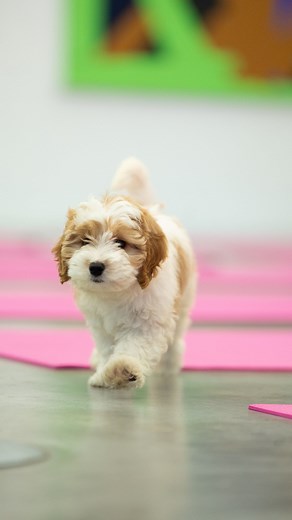 1.2K views |  Philadelphia — Golden Retriever X Poodle & Saint...