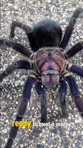 T is for Tarantula – The Hairy Giant Spider! #facts #wildlife