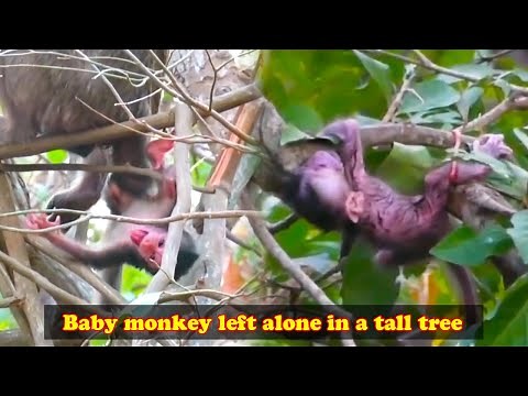 The mother monkey carried her baby up a tall tree and left the baby monkey hanging from the tree.