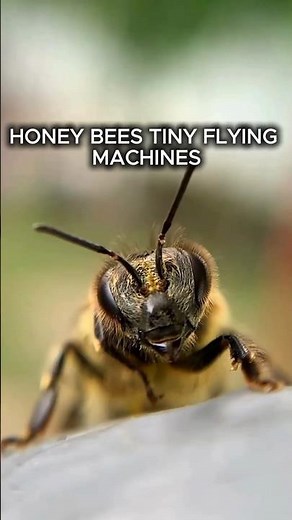 Honeybees: The Incredible Engineering of a Tiny Flying Machine
