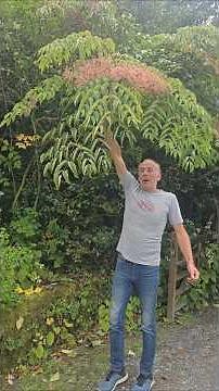 Angelica Tree (aralia elata) #arboretum #gardening #permaculture #herbs #ideas #exotic #wow #like