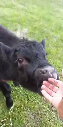 Thirsty cow suckling mans hand