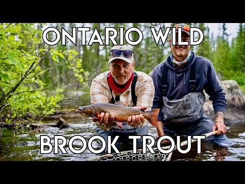 Small River Brook Trout | Northern Ontario