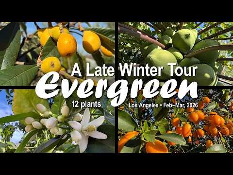 12 Evergreen Fruit Trees for a Year-Round Backyard Harvest