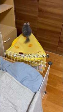 回し車で部屋んぽ終了と思いきやまだ走りたいチンチラ＃chinchilla＃チンチラ＃shorts