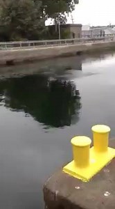 2K views · 50 reactions | The fish are jumping a lot this morning! | Hiram M. Chittenden Locks - Ballard Locks | Facebook