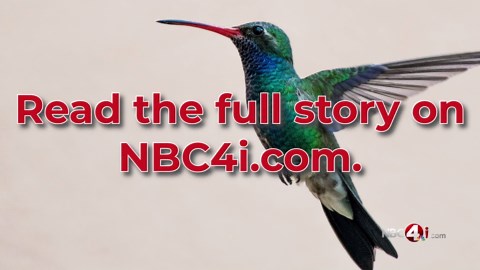 As hummingbirds migrate north for summer, Ohioans begin spotting the birds
