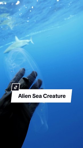 The Mysterious Salp: An Alien-Like Sea Creature