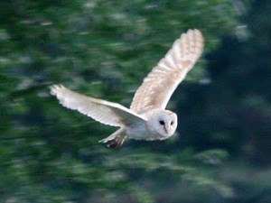 Amazing footage of UK wildlife - barn owls, kestrel, badgers, hares, woodpeckers