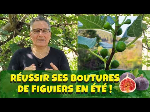 Bouturer un Figuier en Fin d’Été – Jardinage Facile et Rapide