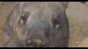 Wombat poop: Scientists have finally discovered why it’s cubed