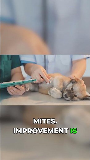 Mite battle! Diagnosis and treatment for dog parasites