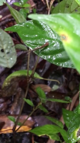 First conclusive evidence that a terrestrial leech species can jump