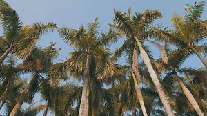 Walk in Sanya, learn the baptism of different cultures, experience the freshest air in the rain forest, and enjoy the pleasant life of the sun and beach. Say hello to Sanya! #ExploreSanya | Visit Sanya