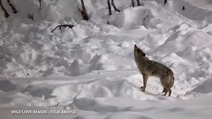 The high pitched yip yap of a coyote is so different from the beautiful howl of a wolf!!! | Wild Love Images - Julie Argyle Wildlife Photography #shootwithacamera