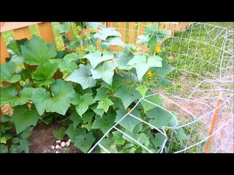 The Best Way to Grow Cucumbers--On a Fence Trellis