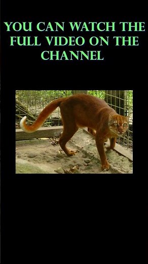 The Bay Cat – The Rarest Wild Cat You've Never Seen | Catopuma badia