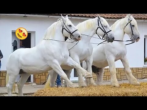 Best Funniest Horse 😹 - funny and cute Horse Videos Compilation Made your day with