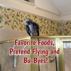 11K views · 1.1K reactions | It's feathered fun with Einstein as he engages in a delightful conversation filled with 'Caws' and laughter. Watch as he eagerly anticipates a tasty meal. From grapes to corn and raspberries, it's a feast for the senses! The excitement continues with playful gestures, a bit of flying, and bids of 'Bu-Bye'. It's a bird-tastic adventure you won't want to miss! | Einstein the Talking Texan Parrot | Facebook