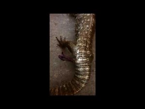 Exanthematicus hemipenal eversion