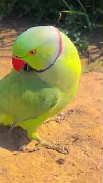 Meet the Parrot That Talks Like a Human