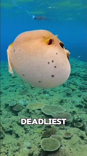 Why No Sea Creature Eats Puffer Fish #shorts #animals #wildlife