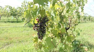 The triumphant wines and vines of Hunterdon County