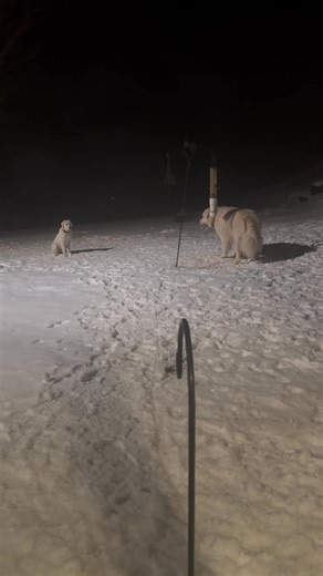 In training, no holding back. | Battenkill Rise Farm