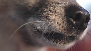 Understanding Animal Behaviour: A Comprehensive Online Course on Animal Health and Veterinary Care Part -3