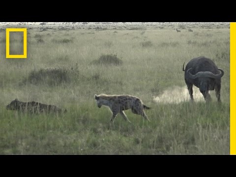 Watch: Buffalo Herd Charges Hyenas to Defend Calf | National Geographic