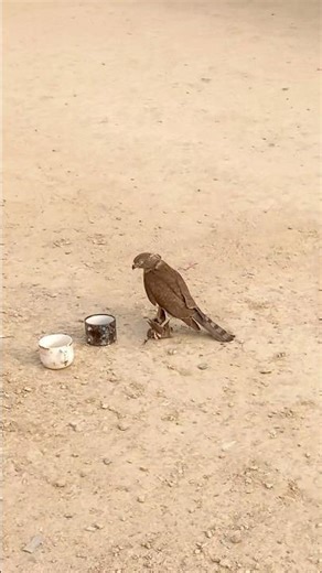 Training the hunter | Art of falconry | falcon training technique | wild birds #shorts #birds #reels