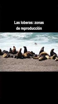 Interesting facts about sea lions #biology #didyouknow #zoology #animals #marinelife #wildlife