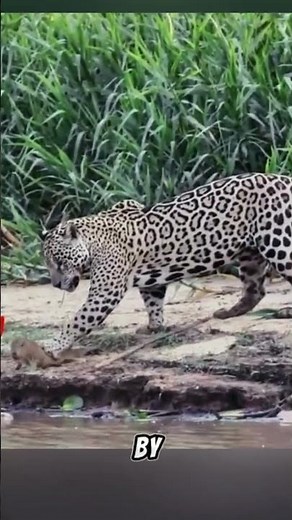 The Jaguar and the Capybara: An Unlikely Encounter in the Wild