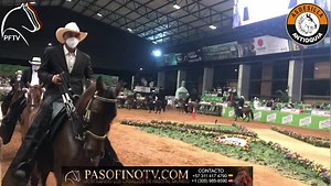 17K views · 1.4K reactions | 28 potrancas en proceso en la modalidad del Paso Fino, una postal para enmarcar nos regalan estas extraordinarias ejemplares que llegan al Coliseo de Asdesilla con el sueño de conquistar el título de “Mejor” en la Feria Equina de las Flores 2021 | PasofinoTv.com | Facebook
