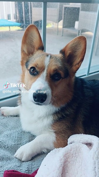 Mom Captures Corgi's Playful Moments on Camera