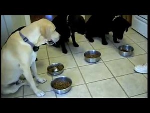 Dogs Praying Before They Eat