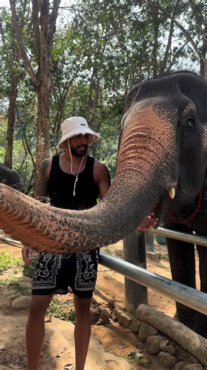 Explore Thailand's Majestic Elephants at Nature Park