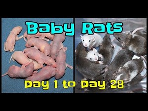 TIMELAPSE: Rats From Birth to One Month!