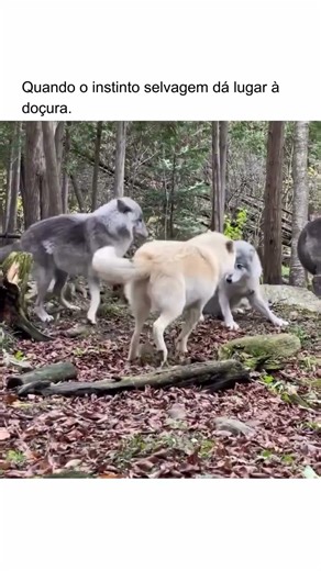 pov: lobo e selvegaem