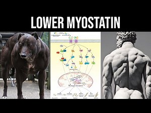 How to Lower Myostatin Naturally To Unlock More Muscle Growth (Myostatin Kills Your Gains!)