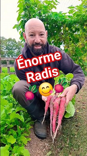 Huge radish!! 😋👍#garden