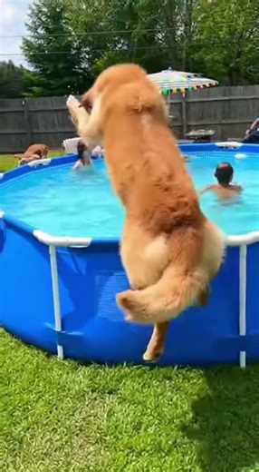 Big Dog, Bigger Splash!