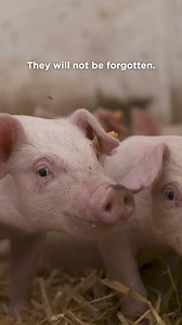 4.5K views · 128 reactions | Baby pigs on a factory farm will likely never have a chance to engage in many of their natural behaviors, such as grazing and sleeping in the sun.  They are usually taken away from their mothers after just three weeks. We can always make a difference for pigs—and all animals! Share the pledge with your family and friends today. https://mercyforanimals.org/pledge #Pigs #Piglets #BabyPigs #EndFactoryFarming #Vegan #TryVegan | Mercy For Animals | Facebook