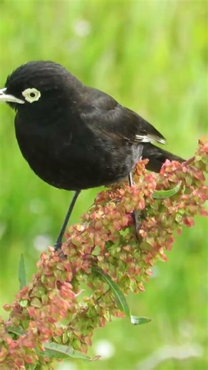 Pico de plata (Hymenops perspicillatus) macho y hembra #birds